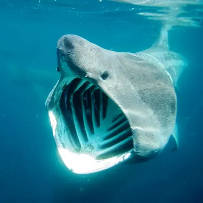 Basking shark, Pictures of sea creatures, Ocean creatures