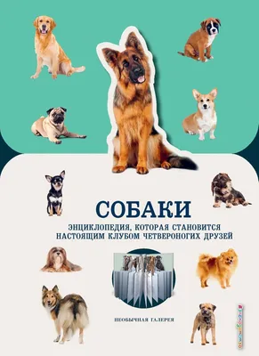 Экскурсия по собакам