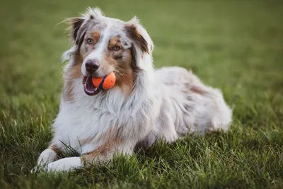 Самые умные породы 🐕 собак: породы с высоким интеллектом