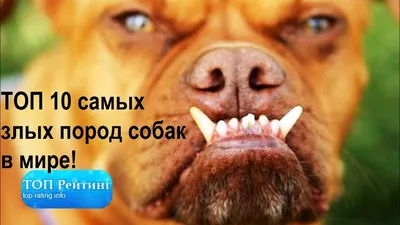 Пять самых опасных в мире пород собак