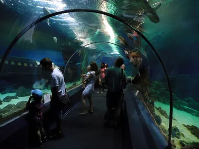 Crocuscity oceanarium in Moscow (overview) - YouTube