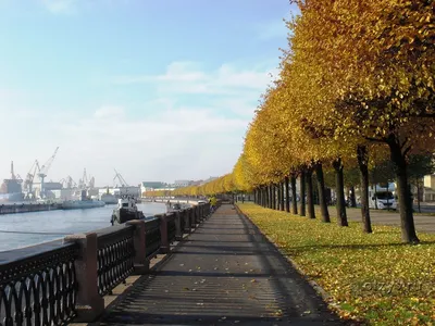 Осенний парк в Санкт-Петербурге | Пикабу