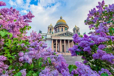 Пермский ТЮЗ в июне едет на гастроли в Санкт-Петербург - Новости - Пермский  театр юного зрителя