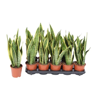 Растение комнатное Sansevieria variegata Сансевьера 40 х 13 см - купить в  Москве, цены на Мегамаркет