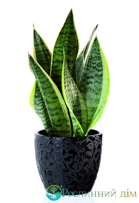 Сансевьера (Sansevieria) - Государственный Лермонтовский музей-заповедник  «Тарханы»