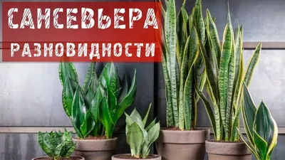 Сансевьера (сансевиерия) двух видов: 400 грн. - Комнатные растения  Крыжановка на Olx