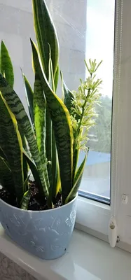 Sansevieria Night Owl Suppliers - Сансевиерия Night Owl Оптовая - PLANT FUN