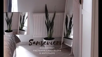 Сансевьера францисса Sansevieria francisii — купить в Красноярске.  Горшечные растения и комнатные цветы на интернет-аукционе Au.ru