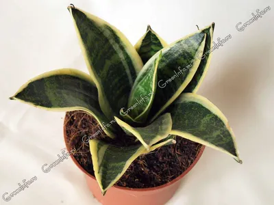 Растение комнатное Sansevieria variegata Сансевьера 40 х 13 см - купить в  Москве, цены на Мегамаркет