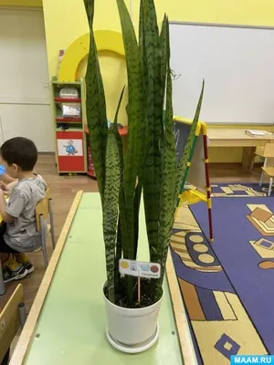 Сансевьера цилиндрическая страйт / Sansevieria cylindrica straight купить  Киев Уход за сансевиерией: полив, освещение