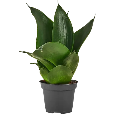 Искусственное растение Sansevieria With pot/Сансевьера (сансивиерия)