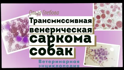 Фонд «РЭЙ» помогает: Виспа против саркомы | Фонд помощи животным «РЭЙ» |  Дзен