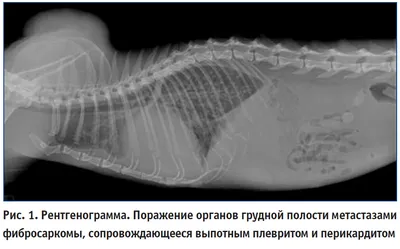 Пластическая хирургия для собак и кошек