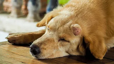 Перелом у собаки 🐶 симптомы и лечение переломов таза, ног, позвоночника,  бедра