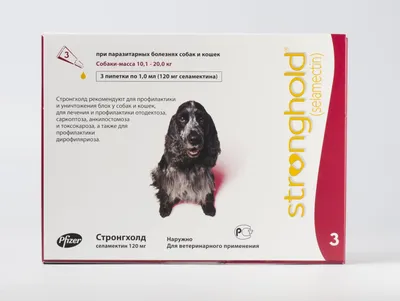 Собаку укусил клещ - что делать и как помочь питомцу - ProPlan.ru