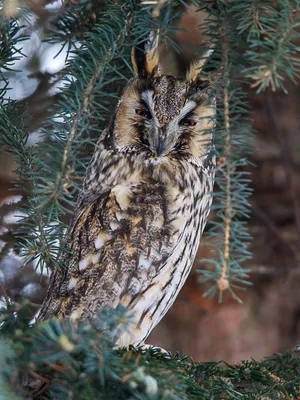 Ушастая сова (Asio otus). Птицы Беларуси.