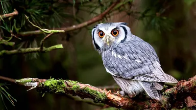 How screaming owl | hoot owl in the forest - YouTube