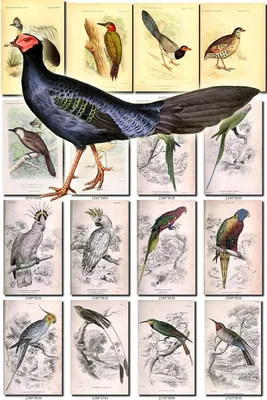 BIRDS-132 Collection of 71 Chicken Cassowary Woodpecker Maccaw | Vintage  pictures, Cassowary, Antique images