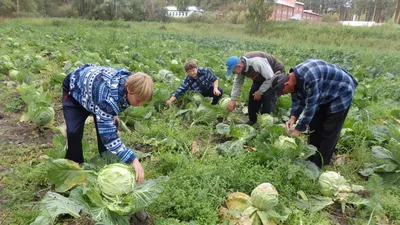 ₴ Купить репродукцию бытового жанра известного художника | Сбор урожая |  художник Брейгель Питер младший