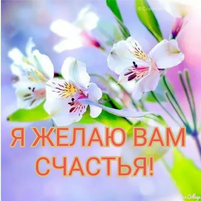 🌺 С Днём женского счастья! Счастья вам, милые женщины! | Поздравления,  пожелания, открытки | ВКонтакте