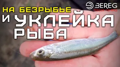 Уклейка - fishstocking.ru