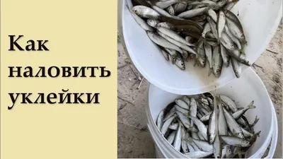 Верховодка уклейка себель: 520 грн. - Продукты питания / напитки Запорожье  на Olx