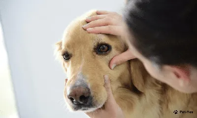 Дерматит у собак - лечение, фото и причины | Виды | Pet-Yes