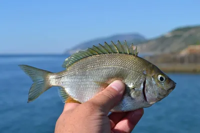 Рыбы черного моря: список рыб с описаниями, фото, видео