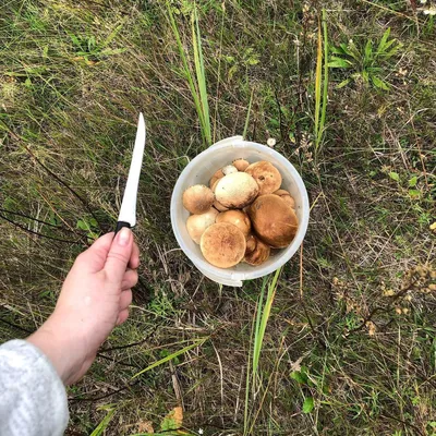 Грибы съедобные и несъедобные