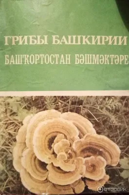 Дождевик: описание гриба, где растет, виды, съедобность, фото в лесу