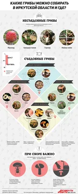 Съедобные грибы Иркутской области фото фото