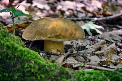 Маслёнок зернистый (Suillus granulatus) - YouTube