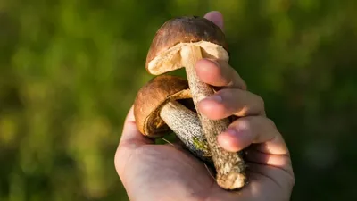 Яд под ногами. Миколог Дьяков назвал самые опасные грибы, растущие в Москве  | Природа | Общество | Аргументы и Факты