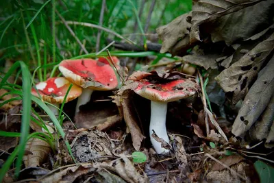 Мухомор цезаревидный (Amanita caesareoides). Фото на сайте \"Грибы:  информация и фотографии\"