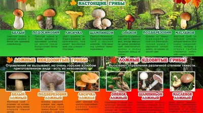 Грибные места Краснодарского края на карте в 2024 году: где лучше собирать  грибы