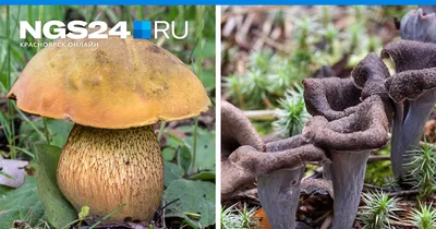 Роспотребнадзор информирует о случаях отравления ядовитыми грибами :: Krd.ru