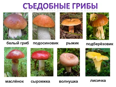 ГРИБЫ СЕВЕРНОГО ЛЕСА