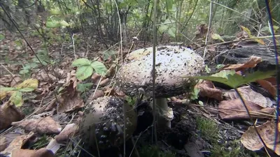 В Сочи начался сезон грибов: за какие можно сесть на 9 лет - 23 октября  2023 - 93.ru