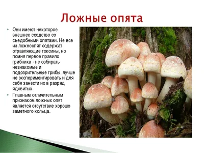 Грибы и грибники — Кубань Сегодня