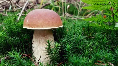 Бухгалтеры-грибники есть? Для вас плохая новость — за сбор редких грибов до  четырех лет тюрьмы