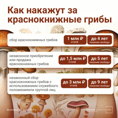 Грибные места Крыма на карте в 2024 году: где лучше собирать грибы