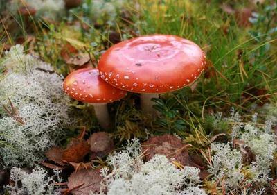 Мухомор красный, Amanita muscaria. Мурманская обл., г.Ковдор, 28.08.2016г.  — Фото №223509