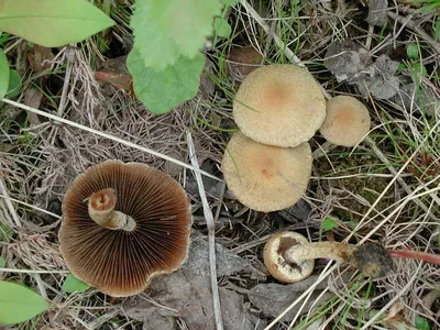 Файл:Leccinum percandidum5.jpg — Википедия