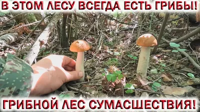 Съедобные грибы Мурманской области (Много фото!) - treepics.ru