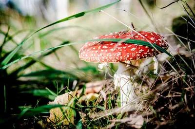 Мухомор болотный (Amanita paludosa) – Грибы Сибири