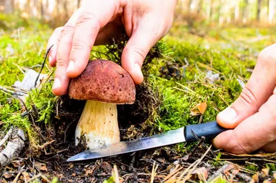 Паутинник пограничный (Cortinarius metarius) – Грибы Сибири