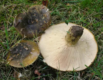 Рядовка тополевая (Tricholoma populinum) – Грибы Сибири