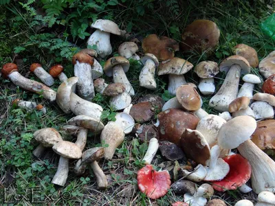 Виды съедобных грибов в Сочи