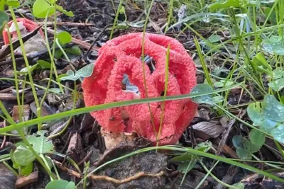 Зимние грибы в Сочи: красивые и очень полезные - мнение эксперта, советы из  жизни, инструкция по применению