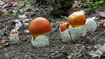 В парке «Ривьера» в Сочи вырос экзотический ядовитый гриб | ОБЩЕСТВО | АиФ  Краснодар